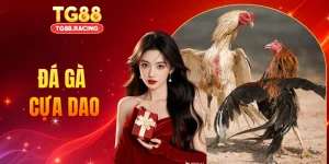Đá Gà Cựa Dao - TG88 Trực Tiếp Những Trận Đấu Kịch Tính