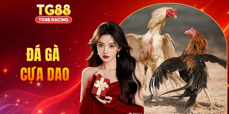 Đá Gà Cựa Dao - TG88 Trực Tiếp Những Trận Đấu Kịch Tính