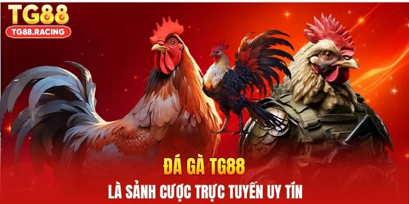 Đá gà TG88 là sảnh cược trực tuyến uy tín
