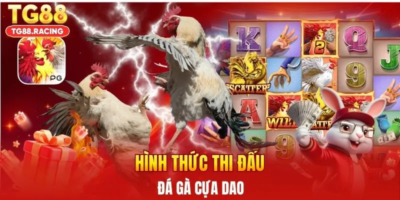 Hình thức thi đấu đá gà cựa dao