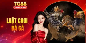 Luật Chơi Đá Gà Chi Tiết 2026 Cho Người Mới Bắt Đầu